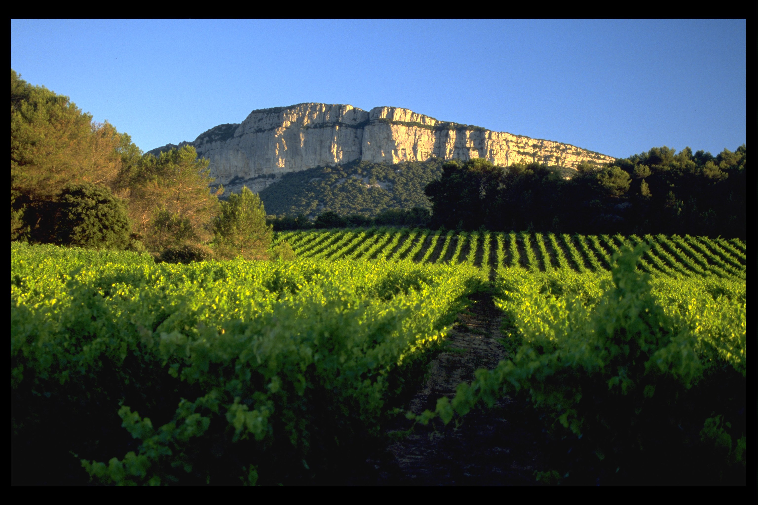 Pic saint loup 2 Pic saint loup 2